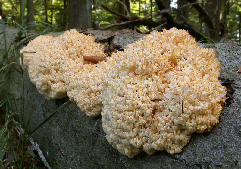 Hericium coralloides